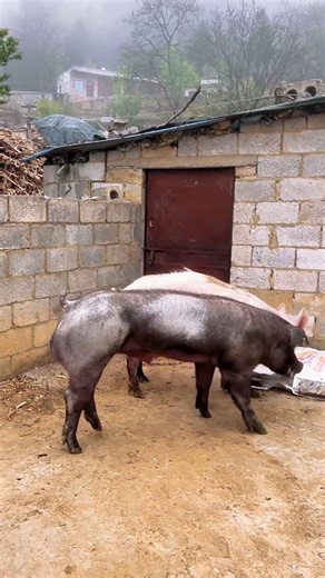 The lizard is relieving its itch@ 84