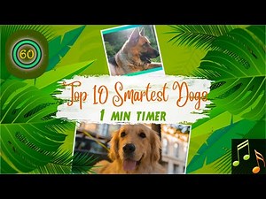 1 Minute Timer | Top 10 Smartest Dogs