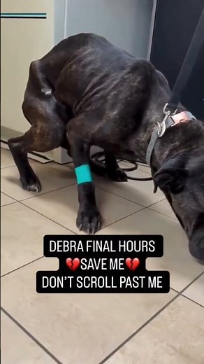 🚨 DEBRA IS SCHEDULED FOR EUTHANASIA April 24— WE MUST SAVE HER NOW 🚨#usa #canada #uk