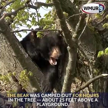 Bear falls from tree after being tranquilized