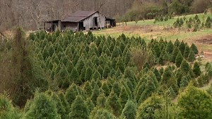 49K views · 362 reactions | Traveling WV visits Westfall's Christmas Tree Farm, where when it comes to Christmas trees, owners Chip and Janice Westfall are all about keeping it real. https://wchstv.com/community/traveling-west-virginia/traveling-wv-westfalls-christmas-tree-farm# | WCHS Eyewitness News | Facebook