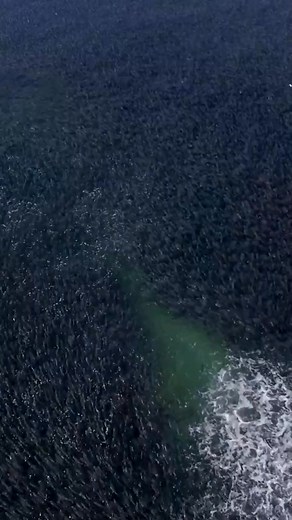3.2K views · 37 reactions | Tarpon splitting a sea of mullet #drone #fish #wildlife #nature #ocean | Tattoosinlimites | Facebook