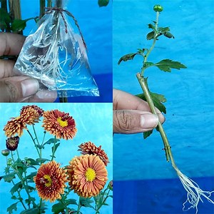 How to propagation Chrysanthemum plant in water | Rana Craft