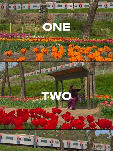 I wonder how many beautiful flower seasons can a country have? #tulipseason #seoul #spring #seoulspring #blooming