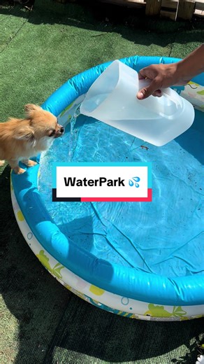 💦 Waterpark for Pichu 💦 #Chihuahua #puppy #ChihuahuaLife #ChihuahuaLove #FunnyDogs #Pichu #fyp