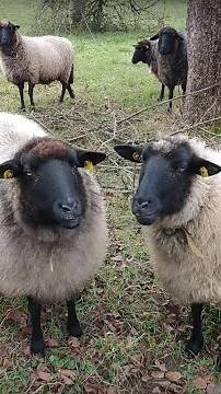 Black-and-white Sheep
