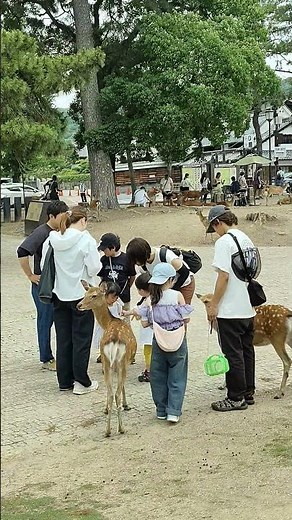 【奈良公園散策】かわいい鹿たちと歴史ある絶景を満喫！奈良観光おすすめスポット