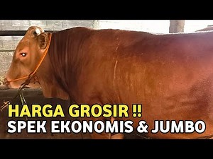 READY QUALITY QURBAN PREPARATION COW ❗WHOLESALE & ECONOMIC PRICES