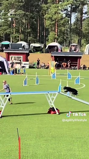 ✨ “Every queen starts as a newbie 👑 #runningcontacts #dogwalk #forthewinIris #agility