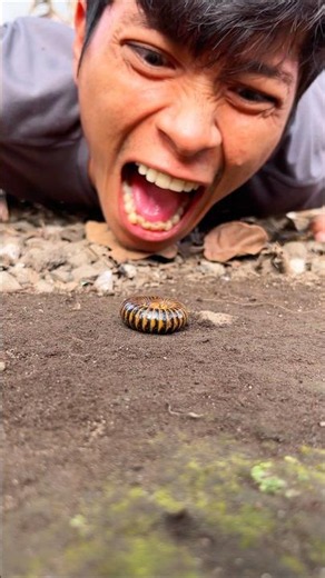 Shouting out of affection, special kind of attention from Tarzan to the cute Bumblebee millipede