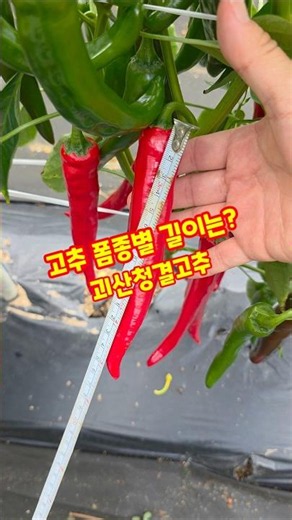 What are the lengths of different chili pepper varieties? Seven Star Sundol and Daegeun Goesan Cl...