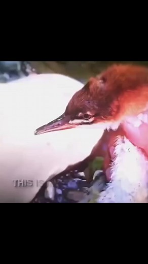 coldesst_moments on TikTok