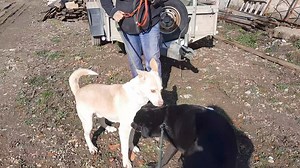 28 reactions · 5 comments | JASPER - pentru adoptie 7 ani talie medie...