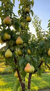 Do it today: grow your own pear tree at home with one pear | Pro gardeners