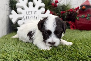 Lincoln - Havanese Puppy 22B8A8