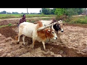 country bull ploughing the field by farmer | cow ploughing field bullock ploughing ox ploughing