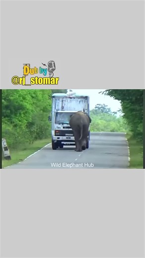 Funny Animal Comedy Highlights