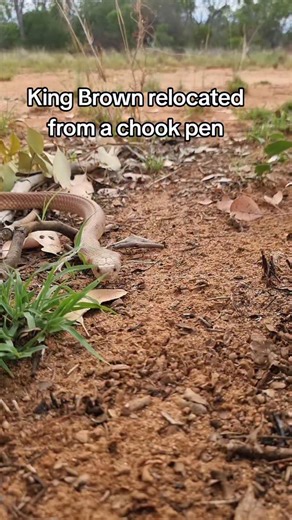 @sm_wildlife | 👑The King👑 Starting off with my favourite fact: Delivers the largest venom yield of any Australian snake. One bite can inject more venom... | Instagram