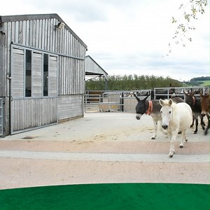 Will you be tuning in? ❤️ | The Donkey Sanctuary