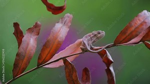 Wild flap necked chameleon hunts and eats prey