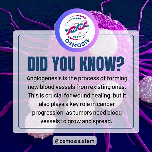 Did You Know? Angiogenesis: The Key to Wound Healing and Tumor Growth! 🩸