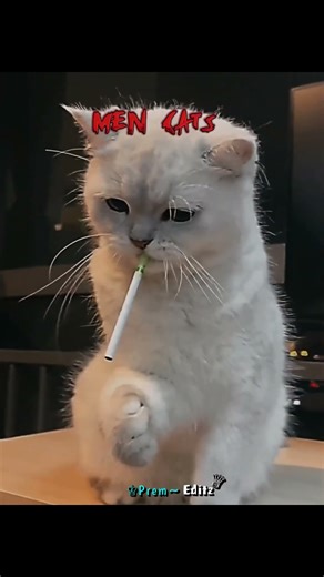 Boy cats vs Men cats🤯🗿🔥| part 2 | #subscribe #trend #edit #explore #cat #catreflexes #bird #foryou