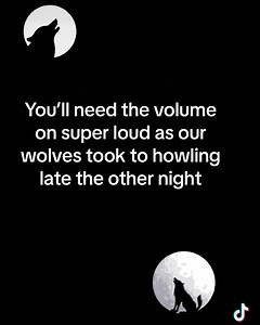 1.1K views · 41 reactions | It’s pretty rare we hear our grey wolves howling, we hear all the other vocalisations from them but their howling is pretty eerie especially at night…  So turn up the volume and listen in  #howlingwolf #howlingatthemoon #greywolf #wolf #wolvesofinstagram #devon #northdevon | Exmoor Zoo | Facebook