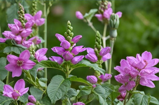 50 Pink Turtlehead Seeds: Native Perennial Pollinator Plant for Shade Gardens - Etsy