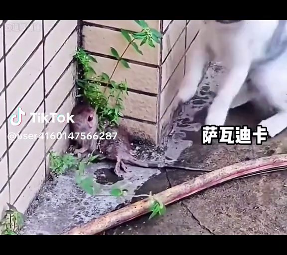 Curious Cat Interacts with Trapped Rat Outdoors