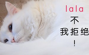 新成员搬进来，lala被吓坏了，呜呜