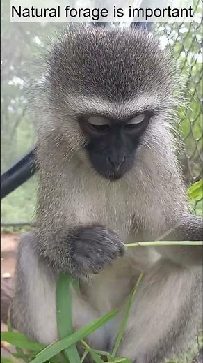 Vervet monkey Jane enjoying grass