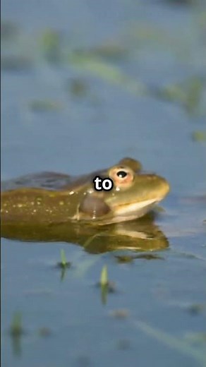 The Science of Why Frogs Croak After Rain