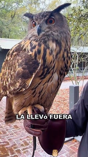 136K views · 7.4K reactions | Mochuelo haciendo una reverencia a los transeúntes #animals #Foryou #Friendship #Us #owl #ConSantanderConecto #fyp #funny #animals #USA #cute #Foryou #love #Us #Friendship #tiktok #deer #friendship | Do You Like Animals? | Facebook