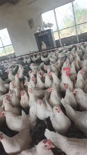 📈 Layer Farming Journey | First Egg Production Started