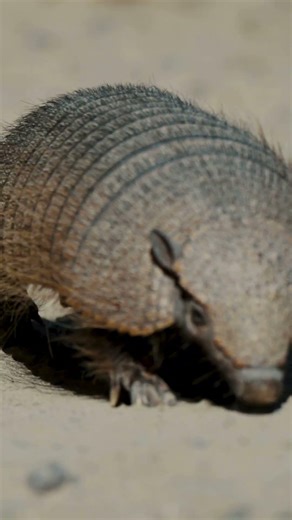 This “Armoured” Animal Walks Underwater 😳🛡️