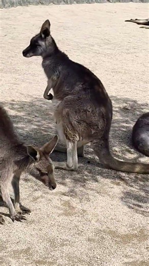 Spotted Kangaroo in Japan #viral #love #shorts #shortvideo #shortsfeed #travel #youtubeshorts #fun