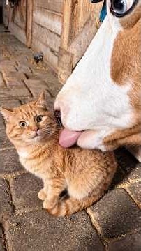 When a Cat Sees Another Animal 😂