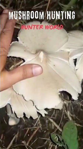 mushroom hunt / survival skills / fishing / bushcraft / primitive / camping /bushcraft shelter