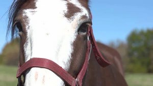 What's better than Clydesdales? BABY CLYDESDALES! | St. Louis Cardinals