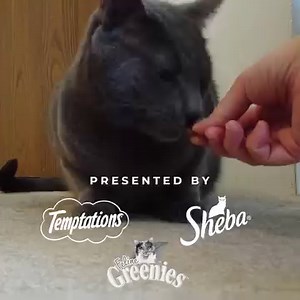 1.8K reactions · 124 shares | Looking for the best treats for your feline friend? Pick something purrfectly delicious on the Pet Gift Finder experience. | Walmart | Facebook