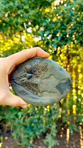 89K views · 1.3K reactions | Here’s a Fossil fish we were lucky enough to find!  The majority of these delicate, rare, fossils are reclaimed by the sea so only remnants are found (but even those are still really rare!)  #fish #fishes #fossil #fossils #ancient #animals #art #ammonite #ammonites #dinosaur #scientist #minerals #paleontology #whitby #geologist #dorset #geology #charmouth #jurassic #yorkshire | Yorkshire Fossils | Facebook