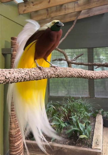 Lesser Bird-of-Paradise: Courtship Displays and Conservation