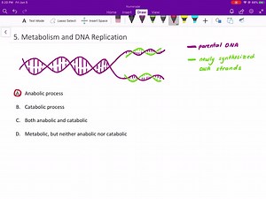 DNA replication involves unwinding two strands of parent...