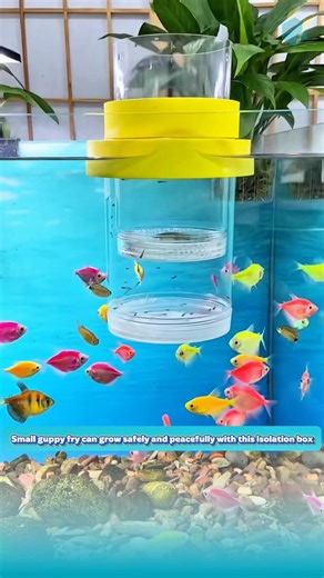Small guppy fry can grow safely and peacefully with this isolation box