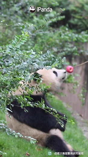 37K views · 2.2K reactions | How to attract a panda? What you need is just an apple as a perfect ‘bait’! #HiPanda #PandaMoment | iPanda | Facebook