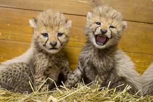 64K views · 3.8K reactions | Zoo Praha se raduje z narození tří...