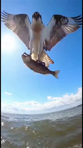 🇬🇧 Nature's Perfect Missile 🦅 #Osprey #hunting