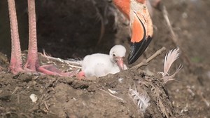 84K views · 4.7K reactions | 23 fluffy flamingo chicks have hatched! | Chester Zoo | Facebook
