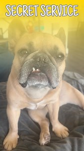 We all know he’s a fake hero #secretservice #dogs #hero #dogparents #frenchbulldog cred Jason Banks Comedy | somefrenchienamedapollo