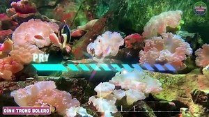 Exploring Vibrant Underwater Coral Reef Life